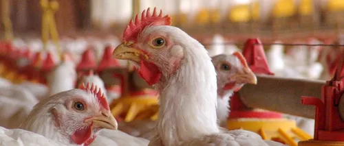 Focar de gripă aviară la una dintre cele mai mari ferme de păsări din Japonia. Soldații au fost trimiși să sacrifice peste 1 milion de pui