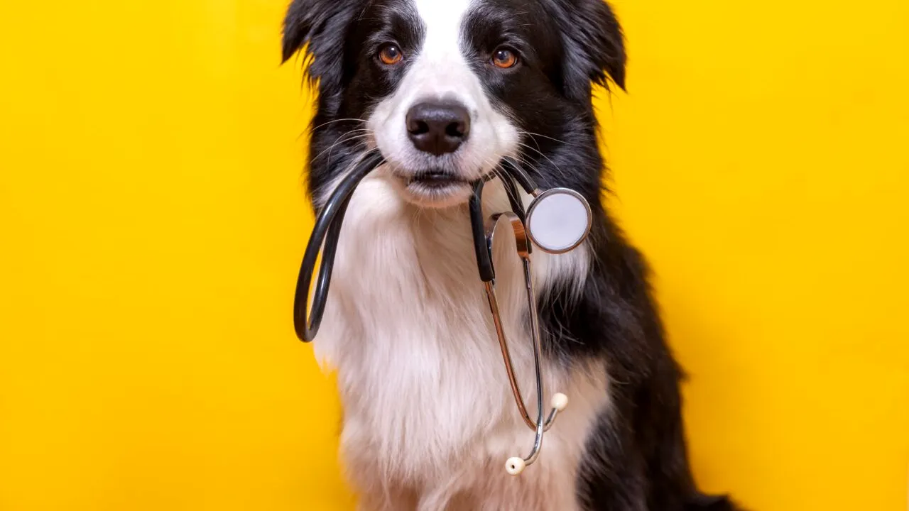 Un spital din Portugalia le permite animalelor de companie să-și viziteze stăpânii internați. Efectele neașteptate asupra pacienților