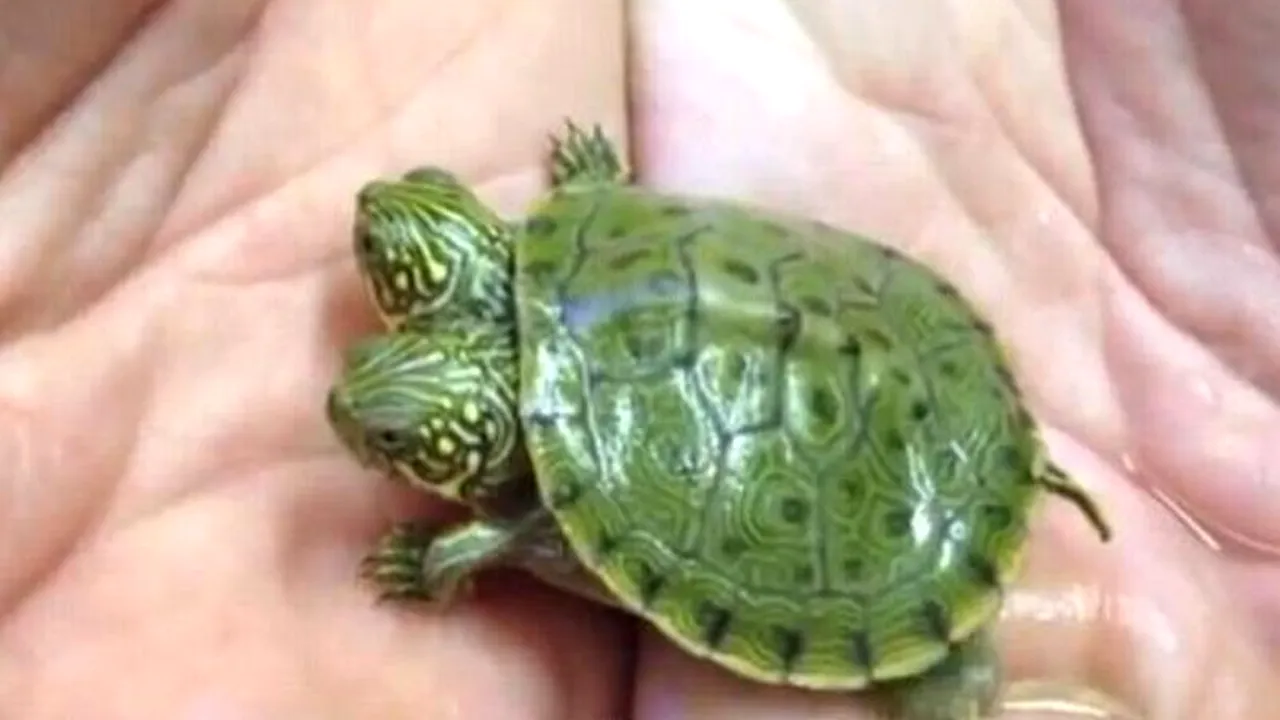 Noua atracție a grădinii zoologice din San Antonio: o testoasă cu două capete