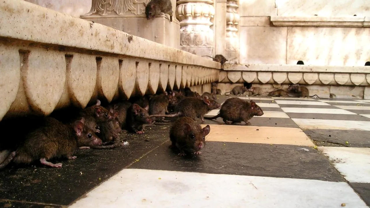 EFECTE. S-au transformat în canibali după ce orașul a fost închis! Lupta pentru supraviețuire în rândul animalelor