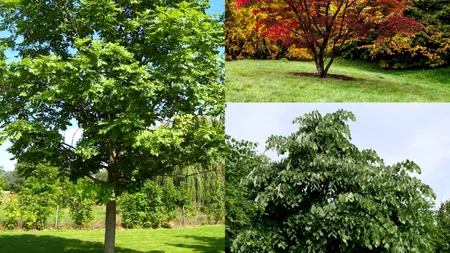 Orașul din România în care pomii fructiferi vor fi TĂIAȚI pentru că „pătează trotuarele”