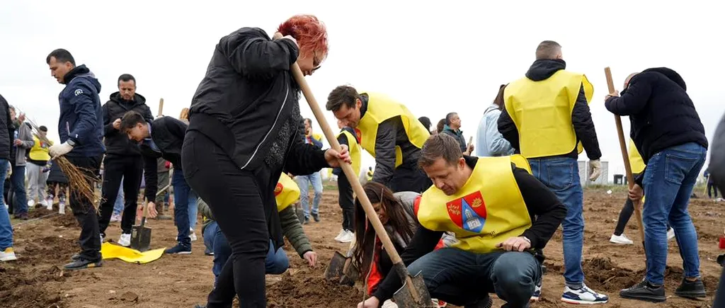 20.000 de puieți plantați de peste 1000 de voluntari în Ilfov (P)