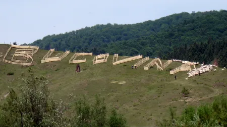 Pedeliștii au inventat oile-litere ca să placă Baciului Zeus - VIDEO