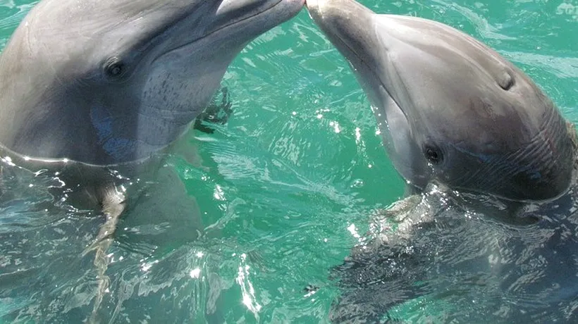 Doi delfini, dintr-o specie în pericol, au fost găsiți morți pe plajele de la 23 August și Corbu. Care este cauza - FOTO