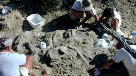 FOTO. Cercetătorii americani au descoperit o nouă specie de dinozaur