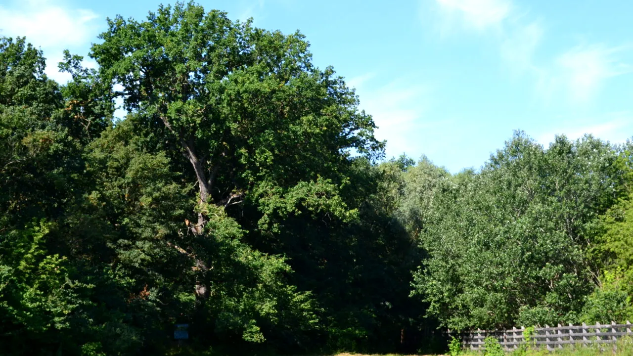 Copacul pe care nu ai voie să-l tai, chiar dacă este la tine în curte. AMENDA ajunge la 10.000 de lei!