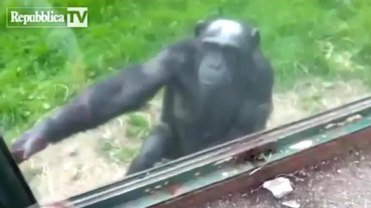VIDEO. Cum îl învață un cimpanzeu dintr-o grădină zoologică pe un vizitator să deschidă un geam