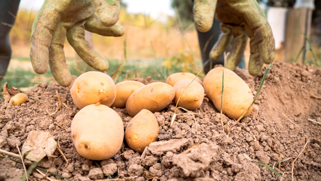 Leguma pe care să nu o așezi lângă cartofi. Se vor strica foarte repede