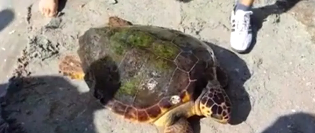O broască țestoasă uriașă din Marea Mediterană, găsită pe plaja de la Vadu