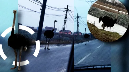 Scene ireale la Vaslui: Struții umblă pe șosea, ca găinile prin comună: „Bă, voi de unde ați apărut?”