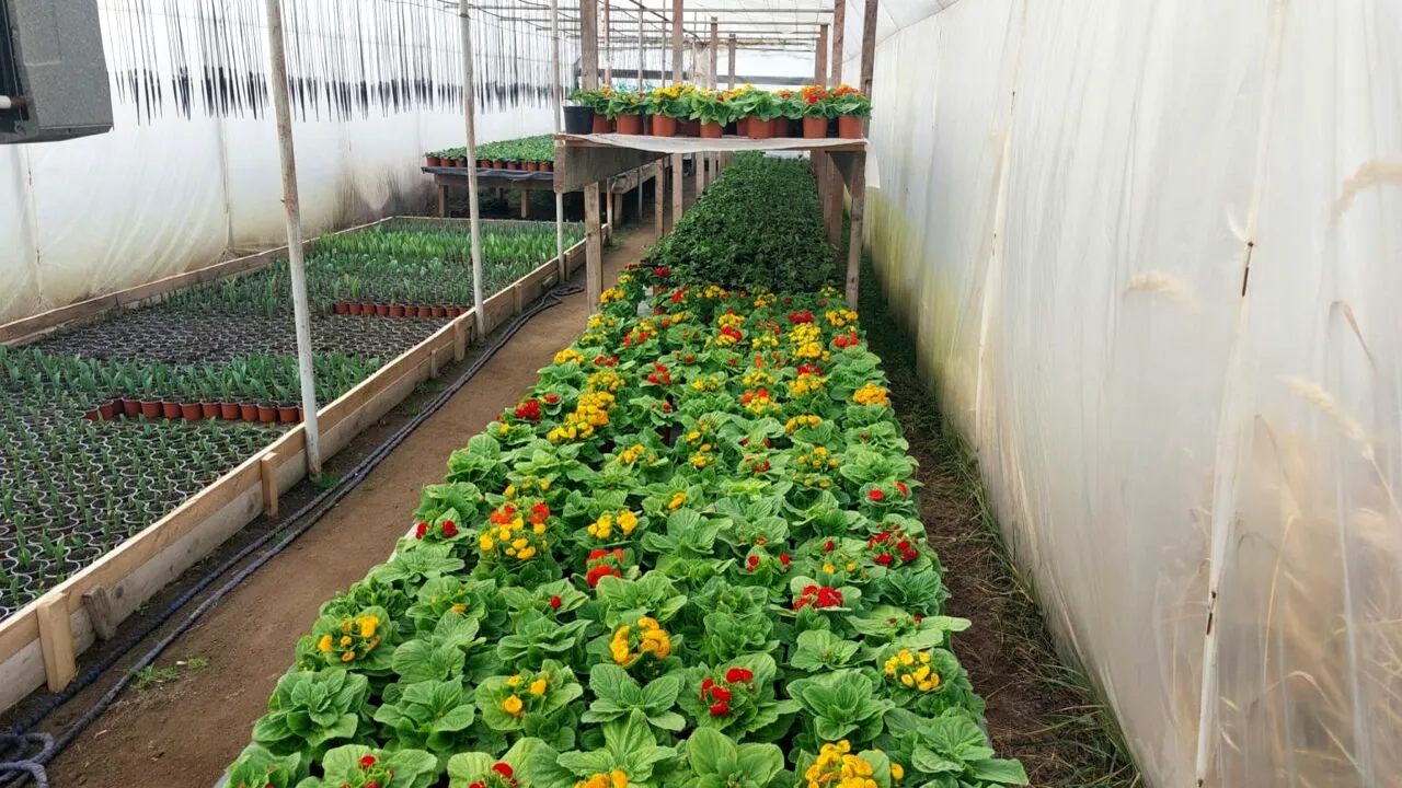 Florile de primăvară românești, mai devreme pe tarabe, dar mai scumpe. „Costă mult încălzirea în solarii”