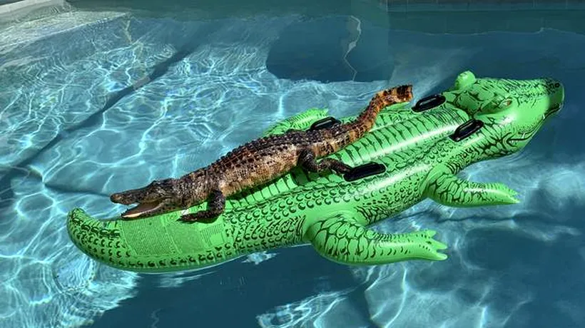 Imagine rară: Aligator real surprins în timp ce stătea pe un aligator gonflabil, într-o piscină - VIDEO