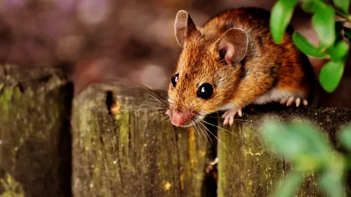 Australia este invadată de șoareci. Experții se tem că rozătoarele vor ajunge curând în orașele mari