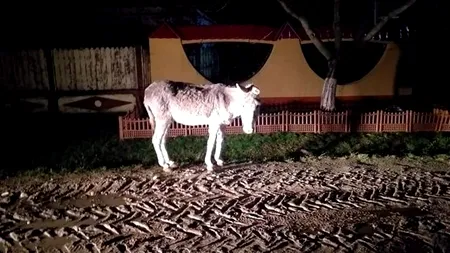 O tânără a lansat un apel pe Facebook pentru salvarea unui măgar alungat de un bărbat din Argeș