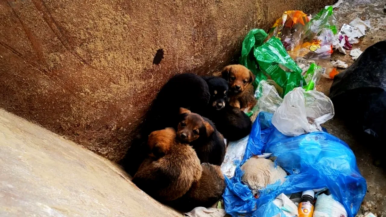 Un bărbat necăjit, cu venituri modeste, a salvat opt cățeluși aruncați la gunoi