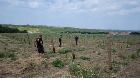 Furturi repetate la Crama Gramma. „Au smuls tot ce au prins și au fugit”