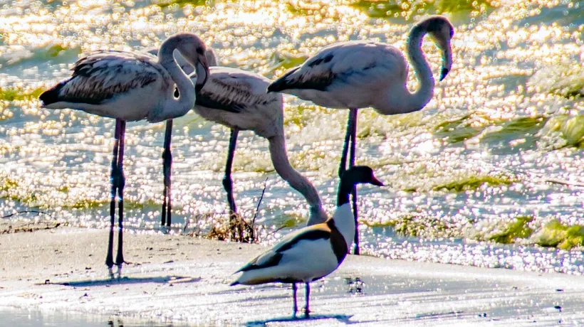 Imagini de poveste în România! Păsări Flamingo, plimbându-se agale pe malul lacului