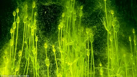 GALERIE FOTO Imagini subacvatice din Lacul Albastru