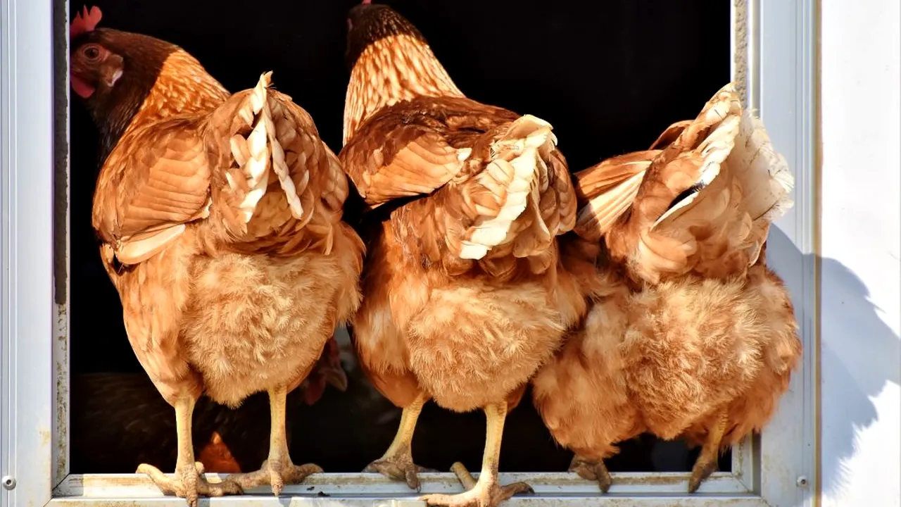 Cum pot fi prevenite apariția și răspândirea viusului gripei aviare / „Așternutul trebuie să fie depozitat în spații închise acoperite