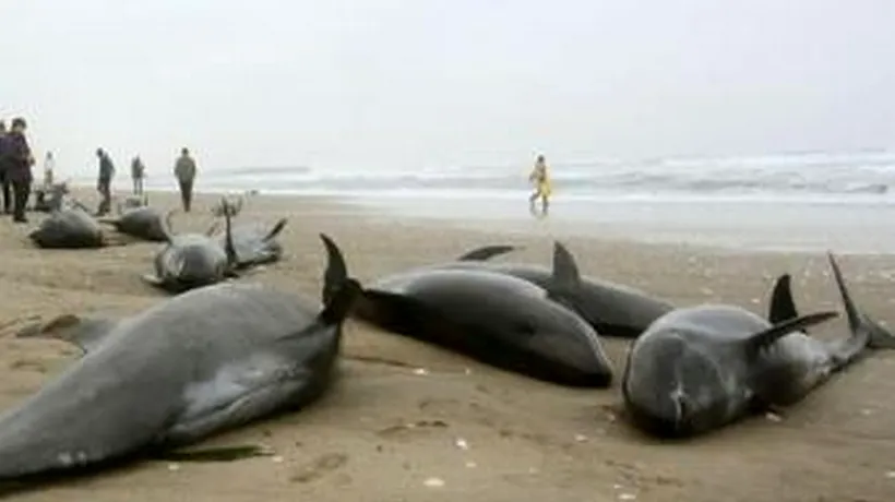 Îngrijorător: sute de delfini au eșuat pe o plajă din Japonia. Fenomenul se repetă înaintea unor mari cutremure