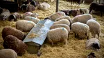 Peste 100 de medici veterinari, mobilizați în Tulcea după confirmarea a patru focare de variolă ovină și caprină
