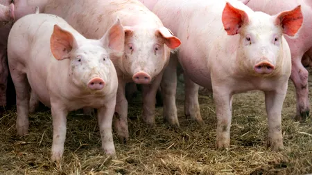 Semnal de alarmă: România importă 90% din produsele din carne de porc