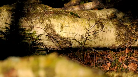 Incident grav pe o stradă din București. Un COPAC s-a prăbușit peste trecători