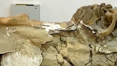 Unicul colţ de mamut de stepă, descoperit vreodată pe teritoriul României, va fi RESTAURAT. Unde se află acum și ce vechime are