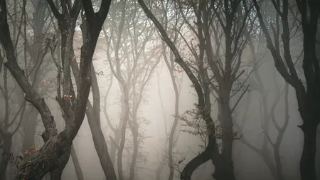 Pădurea Hoia Baciu din Cluj, descrisă de The Guardian: „Cea mai bântuită pădure din lume: copaci contorsionați, OZN-uri și povești înfricoșătoare”