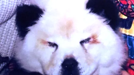 Cum a făcut rost un patron de circ de 