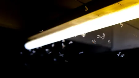 De ce sunt insectele sunt atrase de luminile puternice