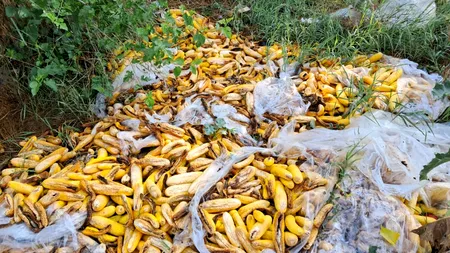 Legumele se vând la preț de nimic în Olt: 5 lei sacul de 20 kg de castraveți