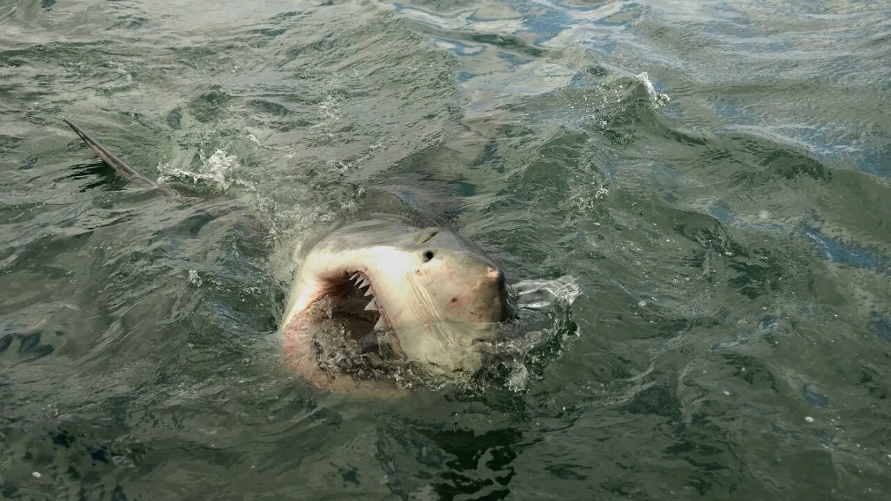 Situație neobișnuită în Insulele Canare: o turistă germană a MURIT sfâșiată de rechin