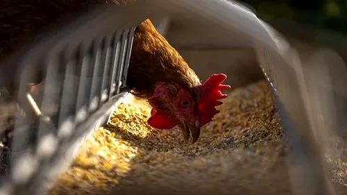 33 de mii de păsări de la o fermă din Giurgiu au fost eutanasiate după descoperirea unui focar de gripă aviară