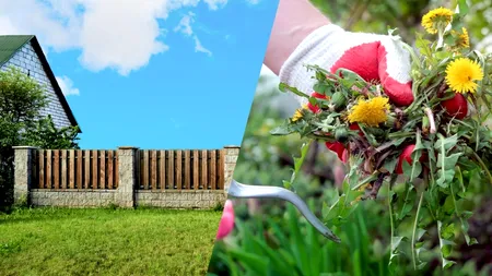 Trucul care te ajută să ai un gazon perfect în luna august. Ce condiment să presari peste firele de iarbă pentru o protecție naturală