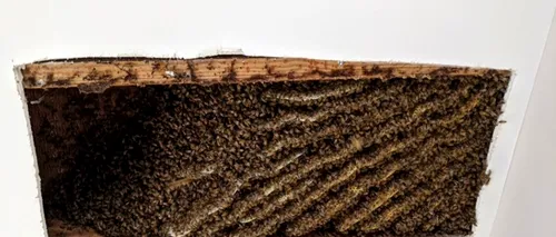 IMPRESIONANT. Un bărbat a descoperit că avea 100.000 de albine în tavanul casei