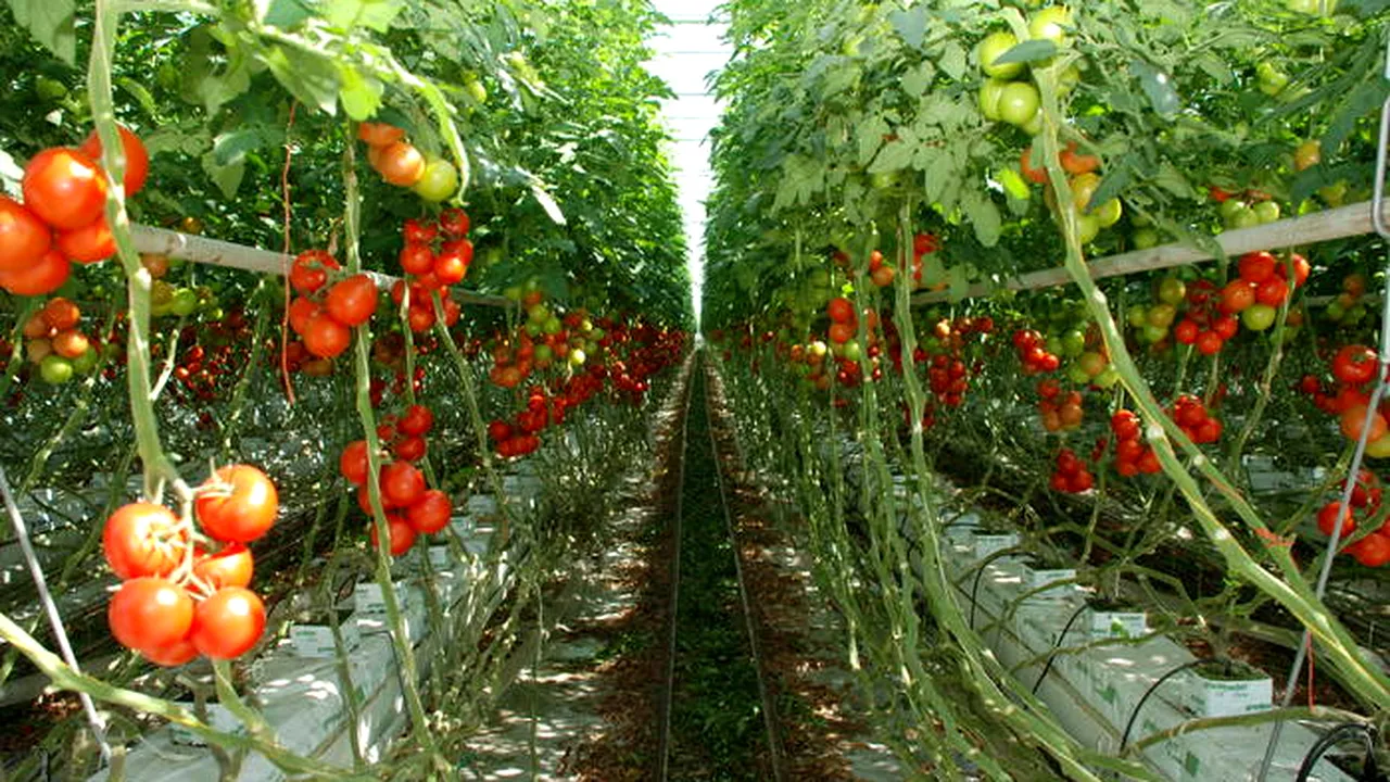 AGRICULTURĂ. Legumicultorii cer guvernanților să aprobe de urgență programul de susţinere a producţiei în spaţii protejate