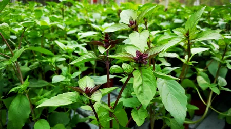 Busuioc cu arome și gust de lămâie sau scorțișoară, vândut de USAMV Cluj în serele proprii