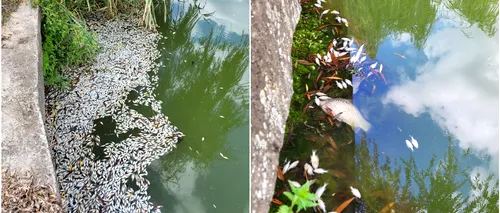Mii de pești MORȚI descoperiți într-un lac din Cluj-Napoca: „Un loc frumos s-a transformat practic într-un cimitir de animale”