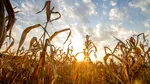 Fermierii din Bihor, în pragul falimentului din cauza secetei. Porumbul a fost calamitat, iar agricultorii cumpără cereale pentru a-și plăti arendele