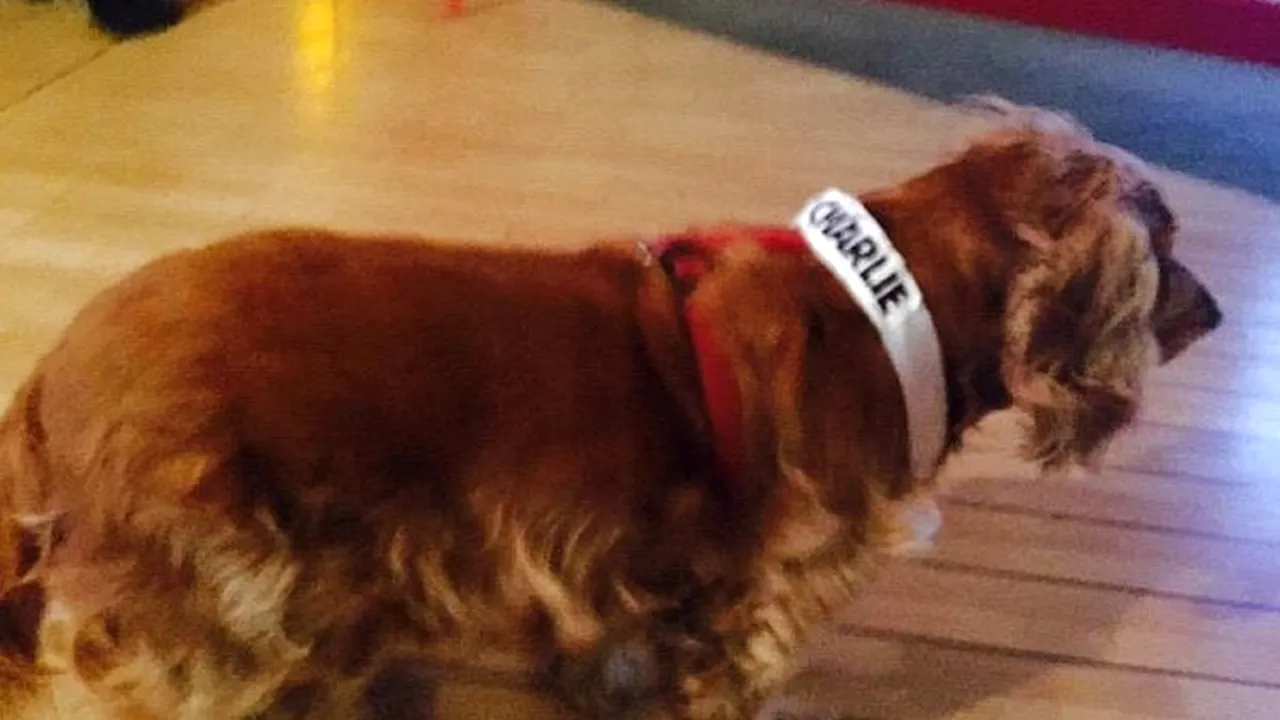 Câinele care a supraviețuit atacului terorist de la Charlie Hebdo este mascota revistei: „Am auzit focurile din stradă și apoi pașii mărunți ai cățelușei Lila