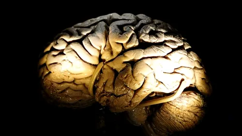 Ce se întâmplă în creier după ce învațăm cuvinte noi