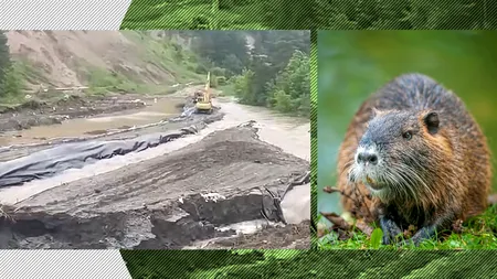 Castorul, inginerul care se opune salvării Praid. Bogdan Ivan cere Mediului să permită evacuarea vinovaților