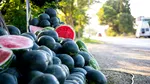 Producția de pepeni a SCĂZUT dramatic în ultimii ani din cauza vremii extreme. Fermierii se plâng de costurile ridicate