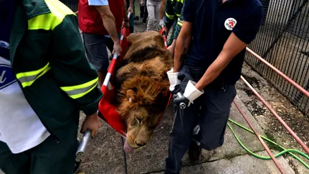 PSD dorește întărirea leului. Bugetul pe 2019, construit pe un curs sub 4,7 lei/euro