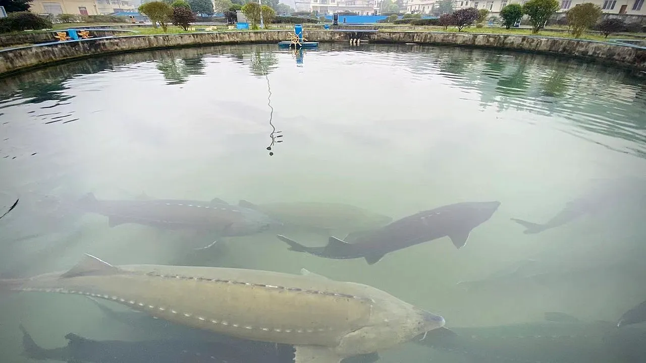 Exportul de STURIONI, o afacere de succes pentru românii din Santăul Mic. Cei mai mulți clienți sunt din Germania şi Elveţia