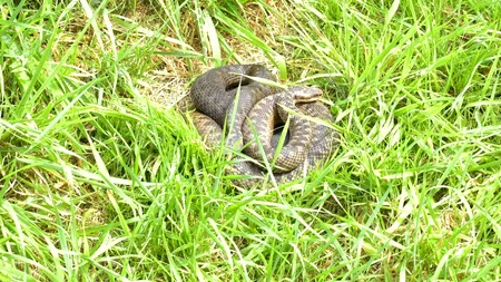 EXPLICAȚII. Cazul adolescentei care a fost mușcată de un șarpe. Ce părere au specialiștii / Cum ne dăm seama dacă un șarpe e veninos sau nu