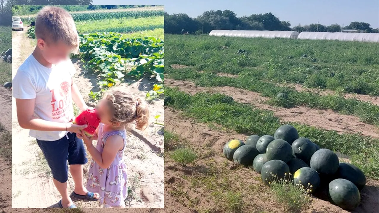 S-au copt primii pepeni la Dăbuleni. Producătorii vând lubenițele cu doar 2 lei pe kilogram: „Nu ne acoperim investiția”