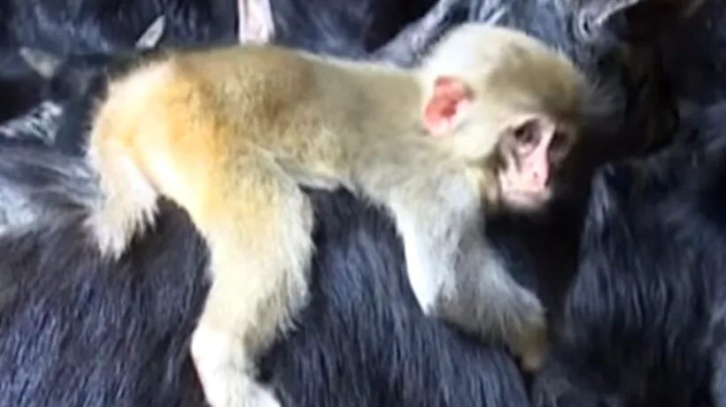 În fiecare seară, această mică maimuță face un lucru care îi impresionează pe toți îngrijitorii de la ZOO. VIDEO