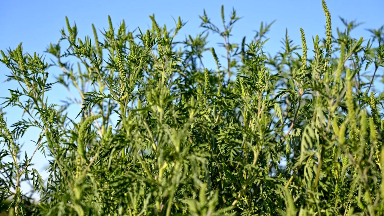 Cum arată ambrozia, planta care te poate îmbolnăvi GRAV